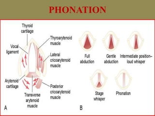 PHONATION
 
