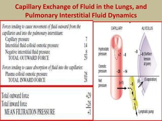 Capillary Exchange of Fluid in the Lungs, and
Pulmonary Interstitial Fluid Dynamics
 