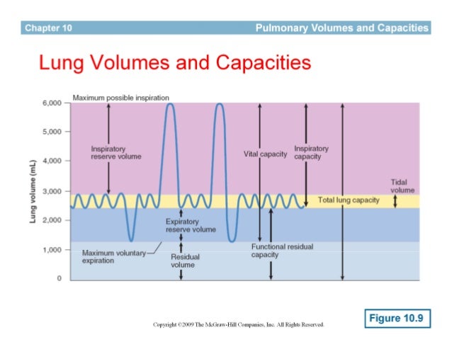 fisiologi senam respiration during exercise lung capacity test chart