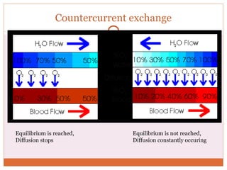 Respirationfinal | PPT
