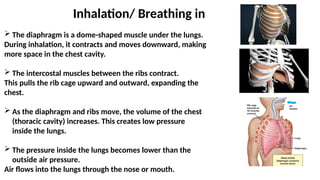 Respiration grade 7 cambridge curriculum .pptx