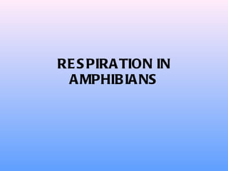 RESPIRATION IN AMPHIBIANS 
