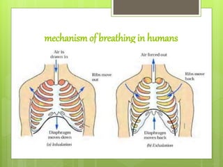 mechanism of breathing in humans
 