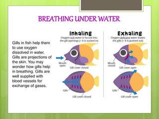 BREATHING UNDER WATER
Gills in fish help them
to use oxygen
dissolved in water.
Gills are projections of
the skin. You may
wonder how gills help
in breathing. Gills are
well supplied with
blood vessels for
exchange of gases.
 