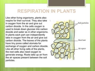 RESPIRATION IN PLANTS
Like other living organisms, plants also
respire for their survival. They also take
in oxygen from the air and give out
carbon dioxide. In the cells oxygen is
used to break down glucose into carbon
dioxide and water as in other organisms.
In plants each part can independently
take in oxygen from the air and give out
carbon dioxide. The leaves of the plants
have tiny pores called stomata for
exchange of oxygen and carbon dioxide.
Like all other living cells of the plants,
the root cells also need oxygen to
generate energy. Roots take up air from
the air spaces present between the soil
particles.
 