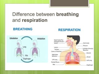 Difference between breathing
and respiration
BREATHING RESPIRATION
 