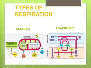 TYPES OF
RESPIRATION
AEROBIC ANAEROBIC
 