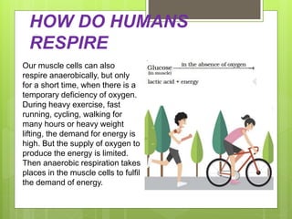 HOW DO HUMANS
RESPIRE
Our muscle cells can also
respire anaerobically, but only
for a short time, when there is a
temporary deficiency of oxygen.
During heavy exercise, fast
running, cycling, walking for
many hours or heavy weight
lifting, the demand for energy is
high. But the supply of oxygen to
produce the energy is limited.
Then anaerobic respiration takes
places in the muscle cells to fulfil
the demand of energy.
 