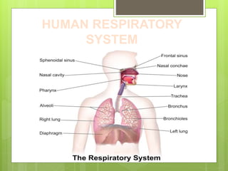 HUMAN RESPIRATORY
SYSTEM
 