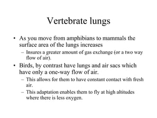 Vertebrate lungs
• As you move from amphibians to mammals the
surface area of the lungs increases
– Insures a greater amount of gas exchange (or a two way
flow of air).
• Birds, by contrast have lungs and air sacs which
have only a one-way flow of air.
– This allows for them to have constant contact with fresh
air.
– This adaptation enables them to fly at high altitudes
where there is less oxygen.
 