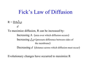 Fick’s Law of Diffusion
R = DA p
d
To maximize diffusion, R can be increased by:
Increasing A (area over which diffusion occurs)
Increasing p (pressure difference between sides of
the membrane)
Decreasing d (distance across which diffusion must occur)
Evolutionary changes have occurred to maximize R
 