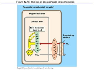 Figure 42.18 The role of gas exchange in bioenergetics
 