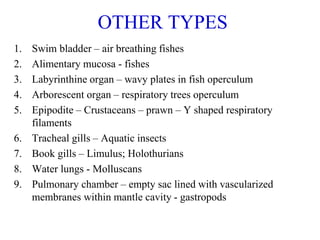OTHER TYPES
1. Swim bladder – air breathing fishes
2. Alimentary mucosa - fishes
3. Labyrinthine organ – wavy plates in fish operculum
4. Arborescent organ – respiratory trees operculum
5. Epipodite – Crustaceans – prawn – Y shaped respiratory
filaments
6. Tracheal gills – Aquatic insects
7. Book gills – Limulus; Holothurians
8. Water lungs - Molluscans
9. Pulmonary chamber – empty sac lined with vascularized
membranes within mantle cavity - gastropods
 