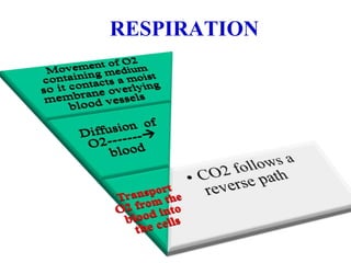 RESPIRATION
 