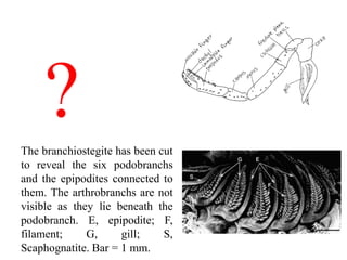 The branchiostegite has been cut
to reveal the six podobranchs
and the epipodites connected to
them. The arthrobranchs are not
visible as they lie beneath the
podobranch. E, epipodite; F,
filament; G, gill; S,
Scaphognatite. Bar = 1 mm.
?
 