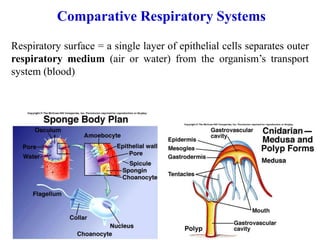 Comparative Respiratory Systems
Respiratory surface = a single layer of epithelial cells separates outer
respiratory medium (air or water) from the organism’s transport
system (blood)
 