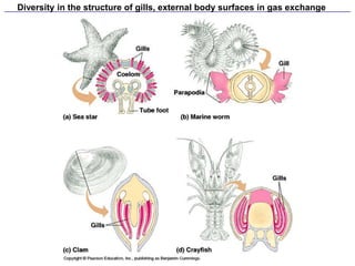 Diversity in the structure of gills, external body surfaces in gas exchange
 