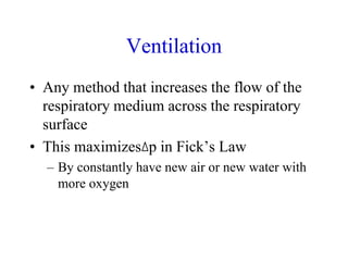 Ventilation
• Any method that increases the flow of the
respiratory medium across the respiratory
surface
• This maximizes p in Fick’s Law
– By constantly have new air or new water with
more oxygen
 