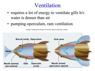 Ventilation
• requires a lot of energy to ventilate gills b/c
water is denser than air
• pumping operculum, ram ventilation
Buccal cavity Operculum
Gills Opercular
cavity
Oral valve
Mouth opened,
jaw lowered
Water
Mouth closed,
operculum opened
Copyright © The McGraw-Hill Companies, Inc. Permission required for reproduction or display.
 