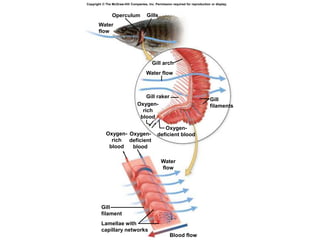 Water flow
Water
flow
Gill arch
Operculum Gills
Gill
filaments
Gill
filament
Oxygen-
deficient blood
Oxygen-
deficient
blood
Oxygen-
rich
blood
Oxygen-
rich
blood
Gill raker
Blood flow
Lamellae with
capillary networks
Water
flow
Copyright © The McGraw-Hill Companies, Inc. Permission required for reproduction or display.
 