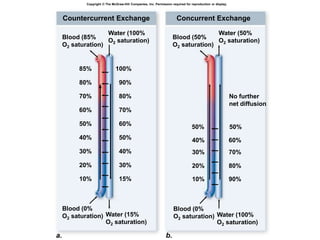Blood (0%
O2 saturation) Water (15%
O2 saturation)
Blood (85%
O2 saturation)
Water (100%
O2 saturation)
Blood (50%
O2 saturation)
60%
Blood (0%
O2 saturation) Water (100%
O2 saturation)
Water (50%
O2 saturation)
No further
net diffusion
40%
30% 70%
20% 80%
10% 90%
Countercurrent Exchange Concurrent Exchange
15%
30%
40%
50%
60%
70%
80%
90%
100%
10%
20%
30%
40%
50%
60%
70%
80%
85%
a. b.
Copyright © The McGraw-Hill Companies, Inc. Permission required for reproduction or display.
50%
50%
 