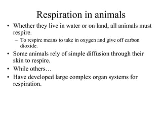 Respiration in animals
• Whether they live in water or on land, all animals must
respire.
– To respire means to take in oxygen and give off carbon
dioxide.
• Some animals rely of simple diffusion through their
skin to respire.
• While others…
• Have developed large complex organ systems for
respiration.
 