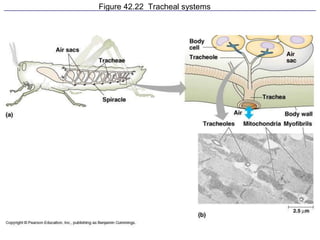 Figure 42.22 Tracheal systems
 