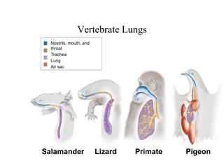 Section 33-3
Salamander Lizard Pigeon
Primate
Nostrils, mouth, and
throat
Trachea
Lung
Air sac
Vertebrate Lungs
 