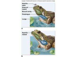 Lungs
Esophagus
Air
External
nostril
Buccal cavity
Nostrils
open
Nostrils
closed
a.
b.
Copyright © The McGraw-Hill Companies, Inc. Permission required for reproduction or display.
Air
 
