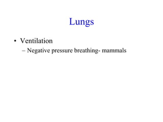 Lungs
• Ventilation
– Negative pressure breathing- mammals
 