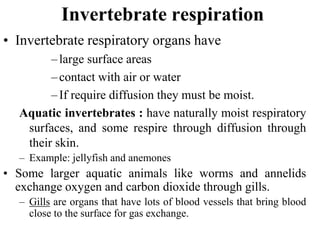 Invertebrate respiration
• Invertebrate respiratory organs have
–large surface areas
–contact with air or water
–If require diffusion they must be moist.
Aquatic invertebrates : have naturally moist respiratory
surfaces, and some respire through diffusion through
their skin.
– Example: jellyfish and anemones
• Some larger aquatic animals like worms and annelids
exchange oxygen and carbon dioxide through gills.
– Gills are organs that have lots of blood vessels that bring blood
close to the surface for gas exchange.
 