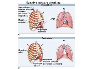 Expiration
Inspiration
Muscles
contract
Lungs
Air
Sternocleido-
mastoid muscles
contract
(for forced
inspiration)
Diaphragm
contracts
Muscles
relax
Diaphragm
relaxes
a.
b.
Abdominal
muscles contract
(for forced expiration)
Air
Negative pressure breathing
 