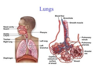 Nasal cavity
Nostril
Larynx
Trachea
Right lung Left lung
Pharynx
Left
bronchus
Glottis
Diaphragm
Pulmonary
venule
Pulmonary
arteriole
Blood flow
Bronchiole
Alveolar
sac
Alveoli
Capillary
network on
surface
of alveoli
Smooth muscle
Lungs
 