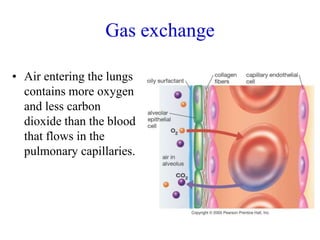 Gas exchange
• Air entering the lungs
contains more oxygen
and less carbon
dioxide than the blood
that flows in the
pulmonary capillaries.
 