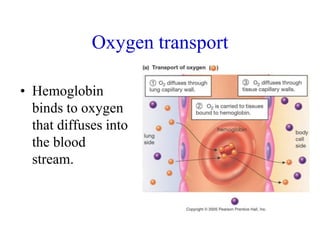 Oxygen transport
• Hemoglobin
binds to oxygen
that diffuses into
the blood
stream.
 