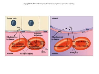 Respiration in animals final.ppt
