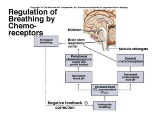 Respiration in animals final.ppt