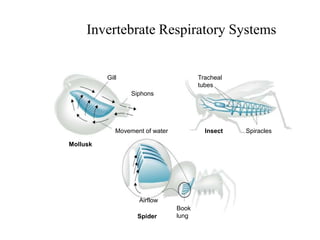 Section 29-2
Mollusk
Insect
Spider
Gill
Siphons
Movement of water
Book
lung
Airflow
Tracheal
tubes
Spiracles
Invertebrate Respiratory Systems
 