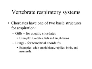 Vertebrate respiratory systems
• Chordates have one of two basic structures
for respiration:
– Gills – for aquatic chordates
• Example: tunicates, fish and amphibians
– Lungs - for terrestrial chordates
• Examples: adult amphibians, reptiles, birds, and
mammals
 
