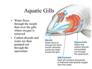 Aquatic Gills
• Water flows
through the mouth
then over the gills
where oxygen is
removed
• Carbon dioxide and
water are then
pumped out
through the
operculum
 