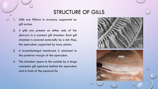 Detailed Study of Fish Respiration: Gill Structure and Mechanism | PPTX