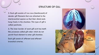Detailed Study of Fish Respiration: Gill Structure and Mechanism | PPTX