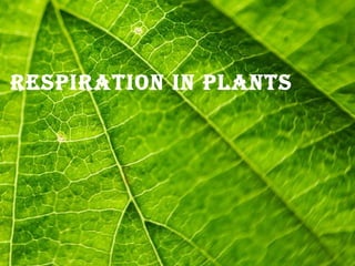 Page 1
RespiRation in pLants
 