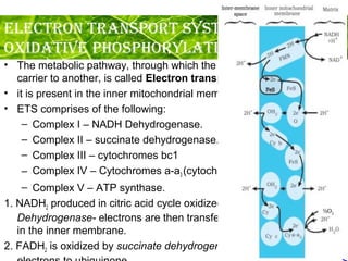 Respiration in higher plants | PPT