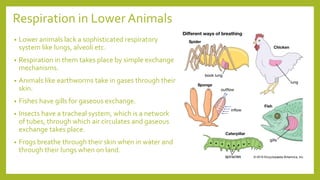 Respiration in Lower Animals
• Lower animals lack a sophisticated respiratory
system like lungs, alveoli etc.
• Respiration in them takes place by simple exchange
mechanisms.
• Animals like earthworms take in gases through their
skin.
• Fishes have gills for gaseous exchange.
• Insects have a tracheal system, which is a network
of tubes, through which air circulates and gaseous
exchange takes place.
• Frogs breathe through their skin when in water and
through their lungs when on land.
 