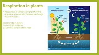 Respiration in plants
• Respiration in plants is simpler than the
respiration in animals. Gaseous exchange
occur through :
(a) Stomata in leaves
(b) Lenticels in stems
(c) General surface of the root
 