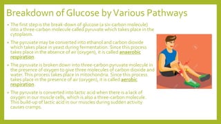 Breakdown of Glucose byVarious Pathways
• The first step is the break-down of glucose (a six-carbon molecule)
into a three-carbon molecule called pyruvate which takes place in the
cytoplasm.
• The pyruvate may be converted into ethanol and carbon dioxide
which takes place in yeast during fermentation. Since this process
takes place in the absence of air (oxygen), it is called anaerobic
respiration.
• The pyruvate is broken down into three-carbon pyruvate molecule in
the presence of oxygen to give three molecules of carbon dioxide and
water.This process takes place in mitochondria. Since this process
takes place in the presence of air (oxygen), it is called aerobic
respiration.
• The pyruvate is converted into lactic acid when there is a lack of
oxygen in our muscle cells, which is also a three-carbon molecule.
This build-up of lactic acid in our muscles during sudden activity
causes cramps.
 