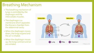 Breathing Mechanism
• The breathing mechanism of
lungs is controlled by the
diaphragm and the
intercostalis muscles.
• The diaphragm is a
membrane which separates
the thoracic chamber from
the abdominal cavity.
• When the diaphragm moves
down, the lungs expand and
the air is inhaled.
• When the diaphragm moves
up, the lungs contract and air
are exhaled.
 