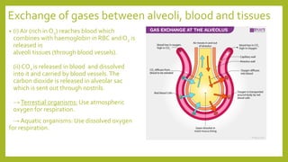 Exchange of gases between alveoli, blood and tissues
• (i) Air (rich in O2) reaches blood which
combines with haemoglobin in RBC and O2 is
released in
alveoli tissues (through blood vessels).
(ii) CO2 is released in blood and dissolved
into it and carried by blood vessels.The
carbon dioxide is released in alveolar sac
which is sent out through nostrils.
→Terrestial organisms: Use atmospheric
oxygen for respiration.
→ Aquatic organisms: Use dissolved oxygen
for respiration.
 