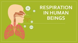 RESPIRATION
IN HUMAN
BEINGS
 